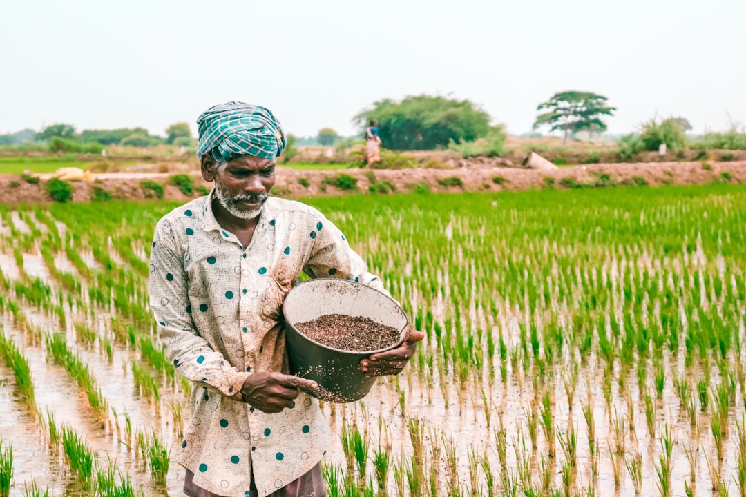 Sistem Pakan Ikan - a man standing in a rice field holding a bucket