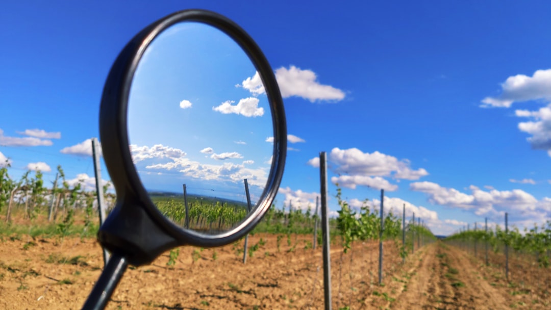 green grass field under blue sky during daytime