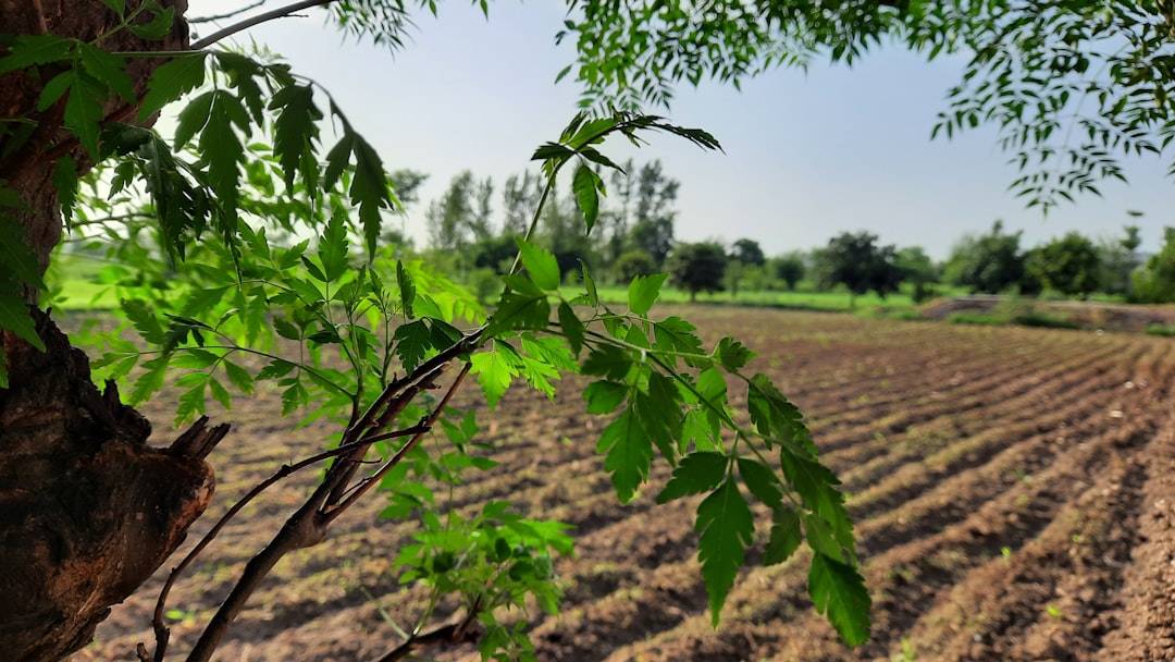 Green leaves frame a field under a blue sky.