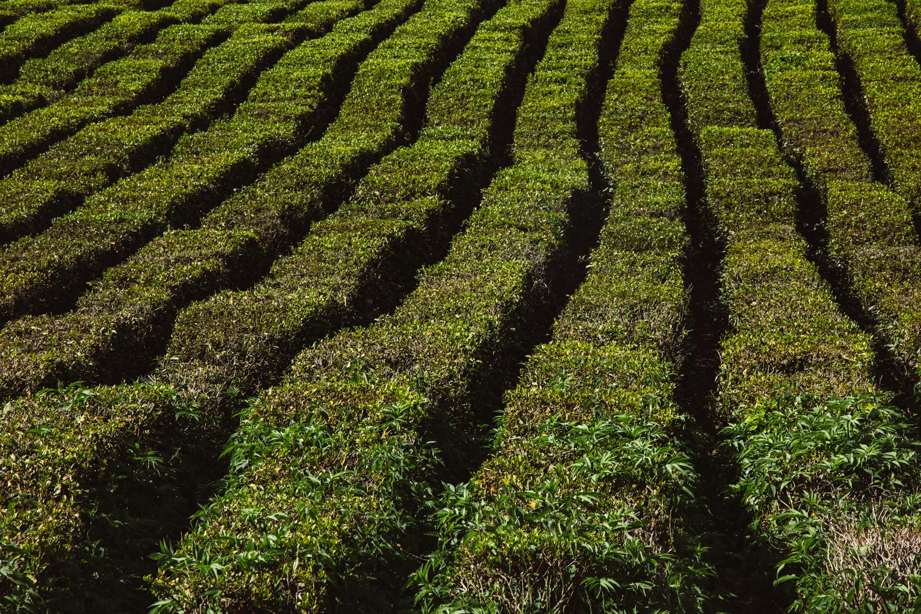 Captivating aerial shot of lush green tea plantation rows basking in sunlight.