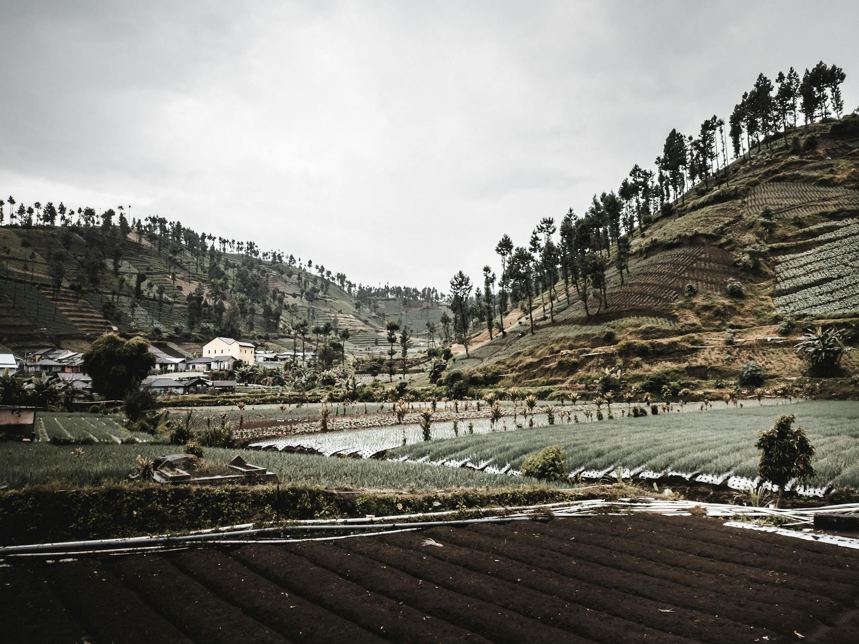 Lush green hillside farms and plantations under a cloudy sky, capturing a serene rural landscape.