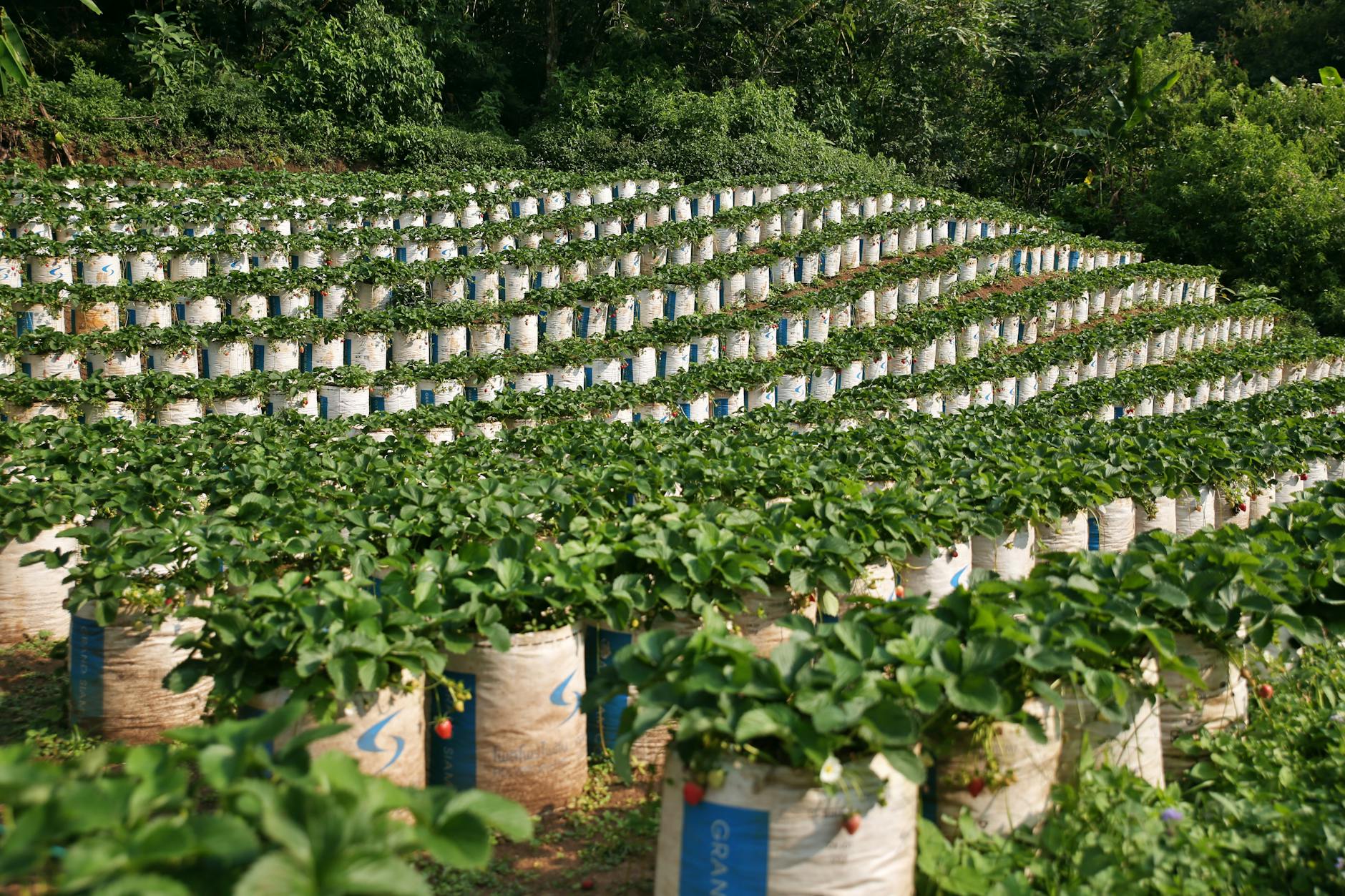 Vibrant rows of strawberry plants grow in bags on a sunny farm.