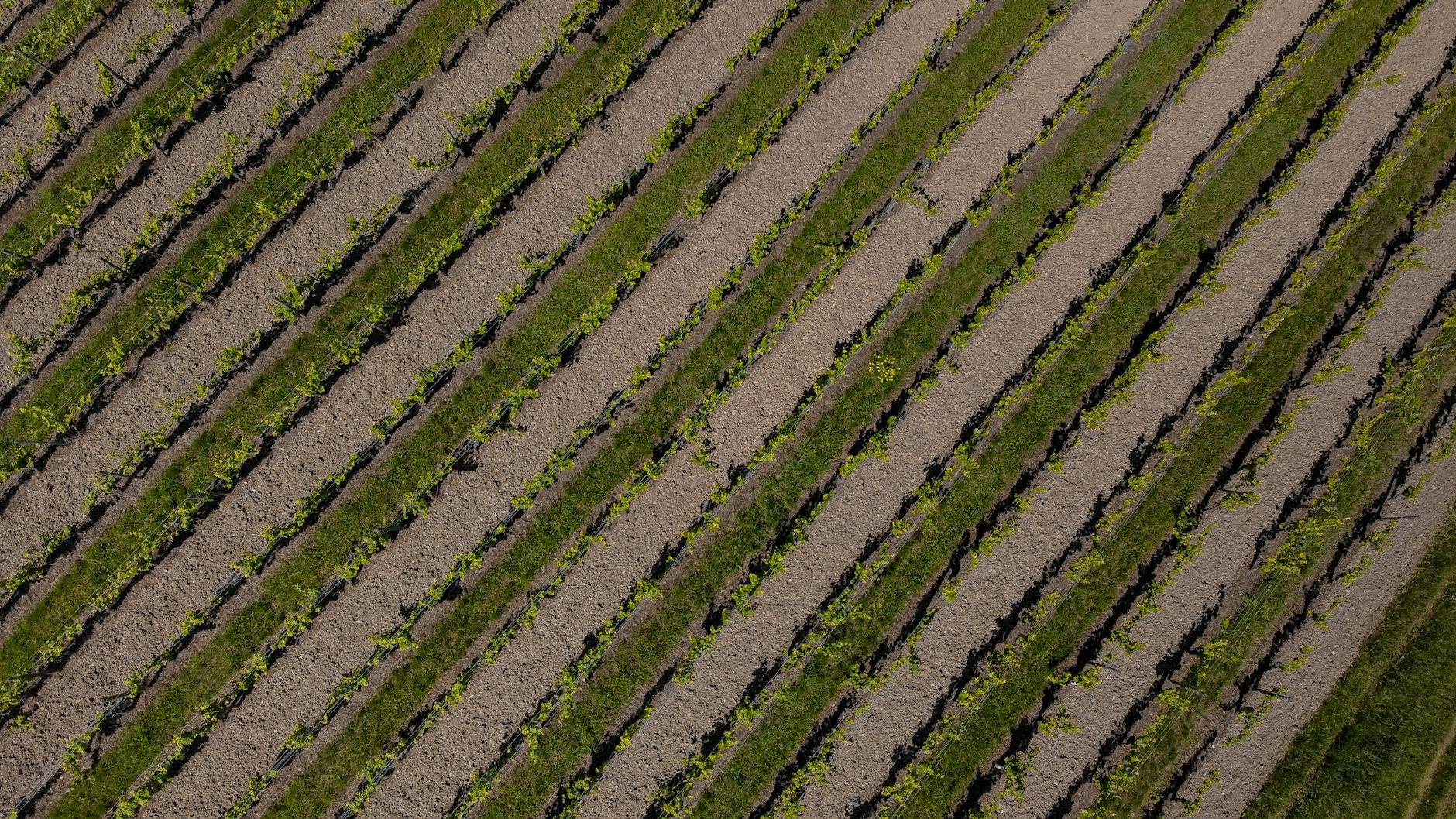 A drone captures the lush green rows of a farm field, showcasing nature's symmetry.