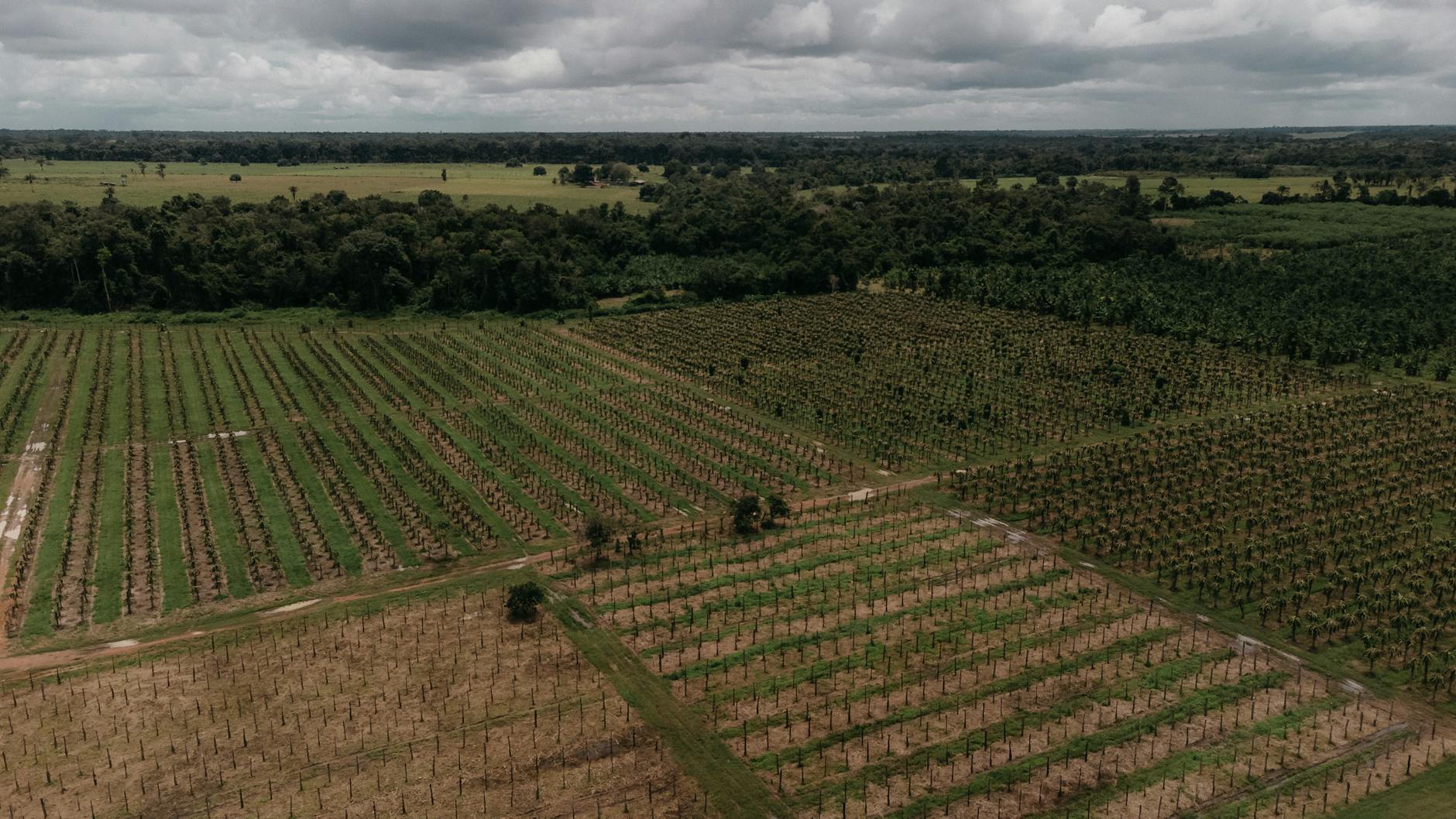 Aerial view of extensive farmland with rows of crops under overcast skies, showcasing rural agriculture.